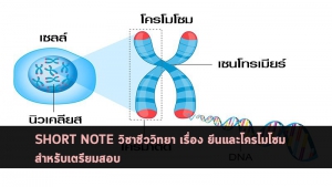 ยีนและโครโมโซม สรุป